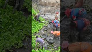 শুকিয়ে যাওয়া বিল থেকে মাছ ধরা#shortvideo #villagelife #Amifurkan