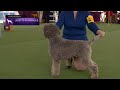 Lagotti Romagnoli | Breed Judging 2023