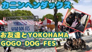 【カニンヘンダックス】エトワの成長記録　お友達とYOKOHAMA GOGO DOG  FES 2024に行ってきました