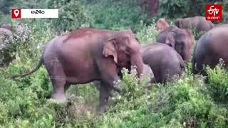 ఆ ఊరిపై ఒకేసారి 200 ఏనుగుల దండయాత్ర.. చివరకు.. | ELEPHANT HERD IN ODISHA ENTERING HUMAN HABITATIONS