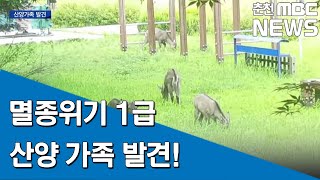 [춘천MBC] 민통선 산양가족 나들이 화제