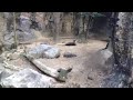 のいち動物公園 ツメナシカワウソ 2011.12.23