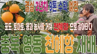 포도,토마토,용과 재배를 거쳐 천혜향으로 갈아탄 충북 영동의 천혜향 재배농가 강림농원