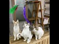 고양이 합창단 cat choir shorts