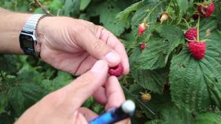 How to Identify Spotted Wing Drosophila Damage