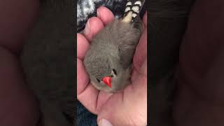 Moment when zebra finch \