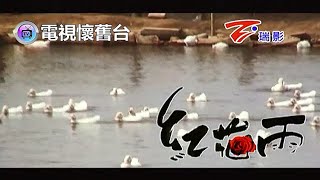 【 官方版 】趙詠華：紅花雨 MV - 480P