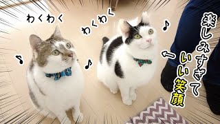 バレンタインのご褒美はどこ⁉猫の宝探しゲームが楽しすぎたｗ