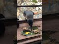 crow eating chicken bone 🍗 😂 shorts help humanity birds