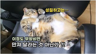 이 정도면 배 만져 달라는 거죠?