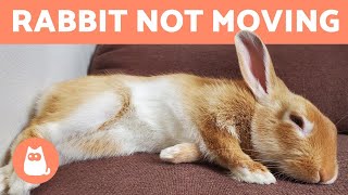My RABBIT Is BREATHING But Not MOVING🐰 What's Wrong?