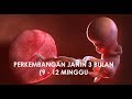 PERKEMBANGAN JANIN 3 BULAN (9 - 12 MINGGU)