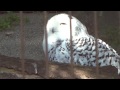 snowy owl シロフクロウ yokohama japan よこはま動物園ズーラシア