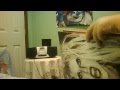 Unboxing Lady Gaga Born This Way LP Vinyl
