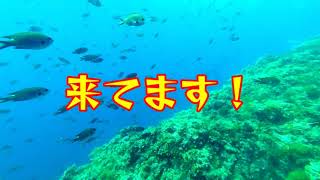 2022年8月15日 ダイビング - 冠島 -