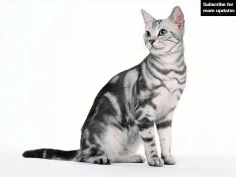American Shorthair White | Set Of Cat Breed Pictures American Shorthair White | Set Of Cat Breed Pictures