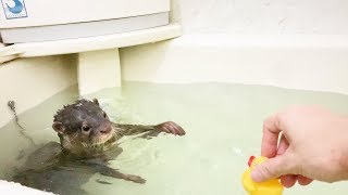 カワウソが遊んだおもちゃをちゃんと片付けるところが凄すぎる！【しゃもじ】