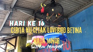 Hari ke 16 || PROSES RAWATAN/CETAK LOVEBIRD MINOR BETINA SISTEM TEMPEL