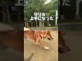 癒しわんこ！滑り台🐕上手になったね〜豆柴福ちゃん💕