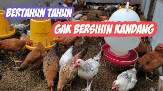 RAHASIA KANDANG AYAM TANPA BAU