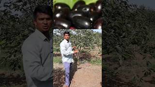 నల్ల నేరేడు సాగు | Black Jamun Fruit Farming #shorts