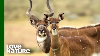 Antelope Bull Explores New Mating Grounds | Love Nature