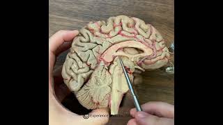 Cerebrospinal Fluid