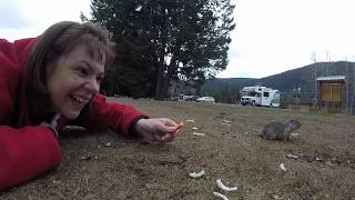 Cute and Cuddly Ground Squirrels Forget to Check For Their Shadows on Groundhog Day