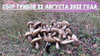 ГРИБНИК был несказанно рад ! Шикарный сбор ГРИБОВ 22 августа 2022 года ! ГРИБЫ 2022 !