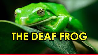 The Deaf Frog - A Short Motivational Story