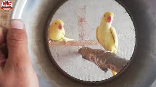Yellow Ring Neck Breeding Progress Season 2019 | Indian Ring Neck Breeding Tips