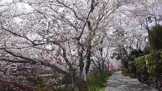 20130405 井出町　玉川の桜！