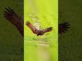 glossy ibis landing on the runway in style