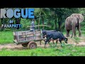 Rogue Of Panapatti | Kenneth Anderson | Rogue Elephant | Rogue Elephant Of Panapatti | Hunting