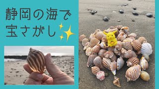 静岡の海♡貝殻もりもりビーチコーミング