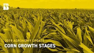 Corn Growth Stages | Beck's Agronomy Update