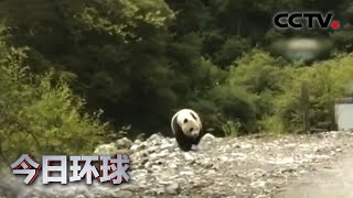 [今日环球] 四川王朗保护区近距离拍到大熊猫活动视频 | CCTV中文国际