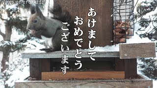 エゾリスの元旦・お正月 2025/01/01 Squirrels in the garden