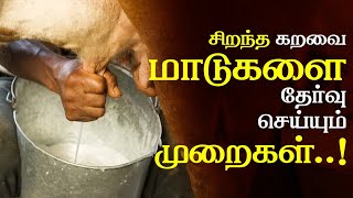 சிறந்த பால் கறக்கும் மாடுகளை எவ்வாறு தேர்ந்தெடுப்பது ? - கவனிக்க வேண்டிய முக்கிய விஷயங்கள்