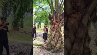 Amazing palm harvest skills