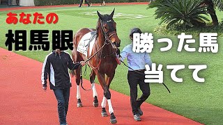 馬だけ見て勝った馬を当ててください　18頭立て大混戦のレース　パドッククイズ難易度C