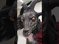 2 headed GOAT at Party City Halloween 2024 #halloween #halloweendecor #partycity