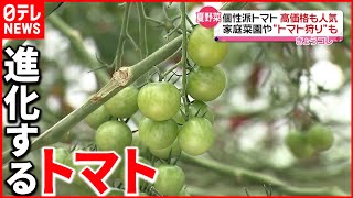 【高価格も人気】まろやかな甘さと酸味…トマト作り“新規参入”活発に