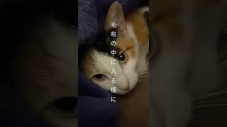 保護した三毛猫が、ここまで心を開いてくれる様になりました😊 #アメショ #保護猫 #三毛猫 #cat #アメリカンショートヘア