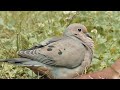 wild dove beautiful dove bird vedio বন্য ঘুঘু পাখি প্রকৃতির চোখ the eye of nature