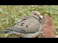 wild dove beautiful dove bird vedio বন্য ঘুঘু পাখি প্রকৃতির চোখ the eye of nature