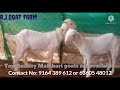 r.j.goat farm handel moodbidri malabari goats for sale