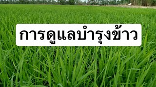 บำรุงข้าวผลผลิตสูง