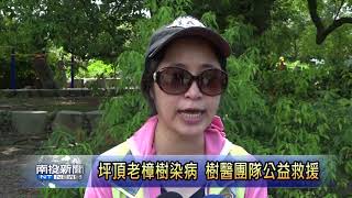 南投新聞 草屯坪頂展開搶救老樹大作戰