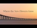 Where the New Flowers Grow -  Bo the Drifter. [ #music #lyrics ]